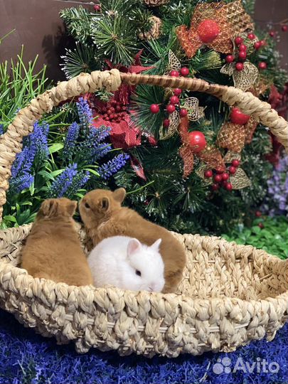 Кролики царские ручные