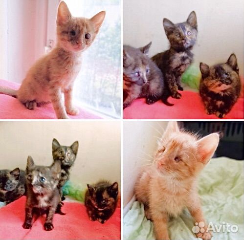 Шесть инвалидов котят