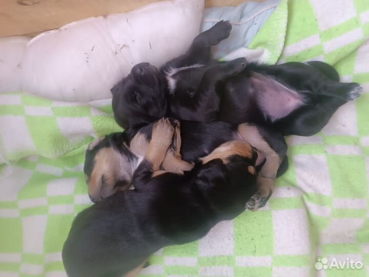 Кокер спаниель