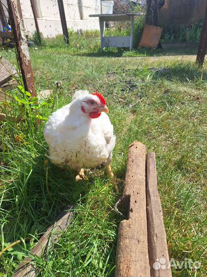 Цыплята бройлеры, можно на мясо живьём