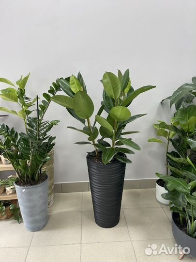 Фикус Абиджан Черный 3 ствола