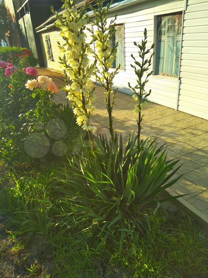 Дом 36 м² на участке 1 сот.