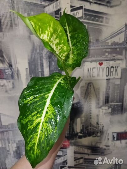 Диффенбахия Рефлектор, Марс