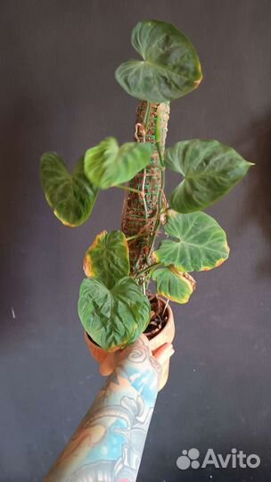 Филодендрон бородавчатый веррукозум