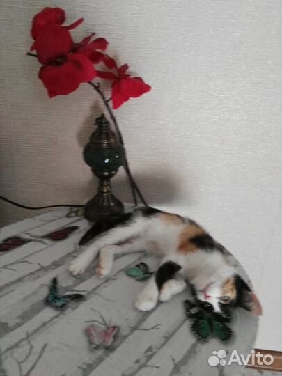 Кошка красавица мимоза