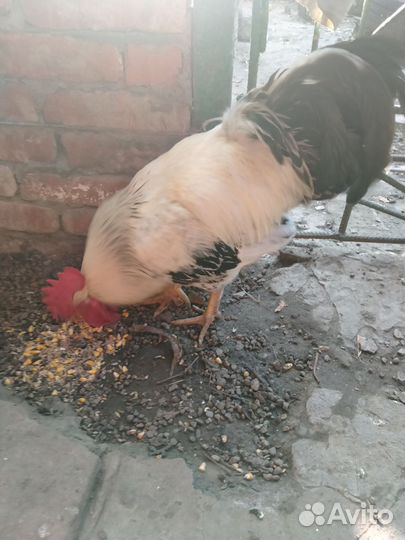 Бойцовые петухи