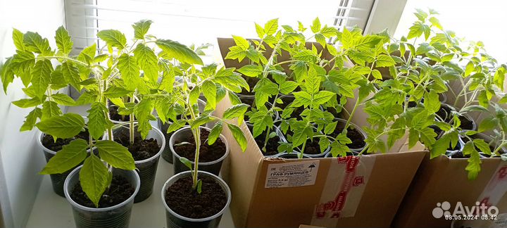 Рассада помидор и перца сладкого /Привезу