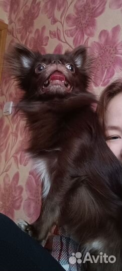 Кобель чихуахуа для вязки