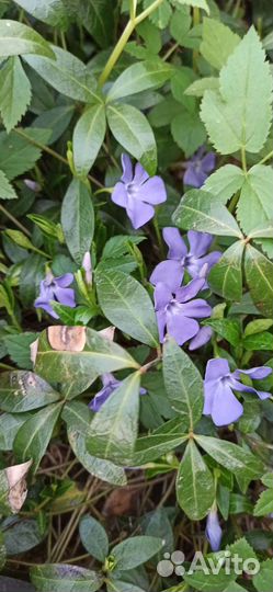 Барвинок, Вероника, Флокс, Гвоздика