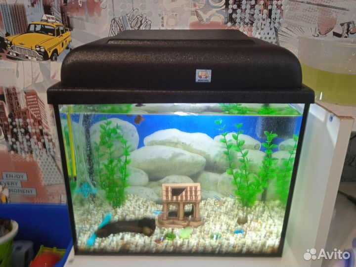 Аквариум с рыбками