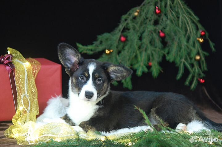 Щенки Вельш-Корги Кардиган РКФ