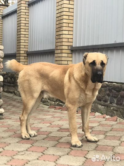 Вязка кобель сао