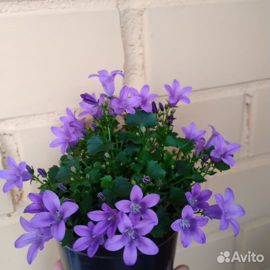 Кампанула Портеншлага