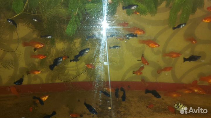 Мальки малинезии, меченосцы