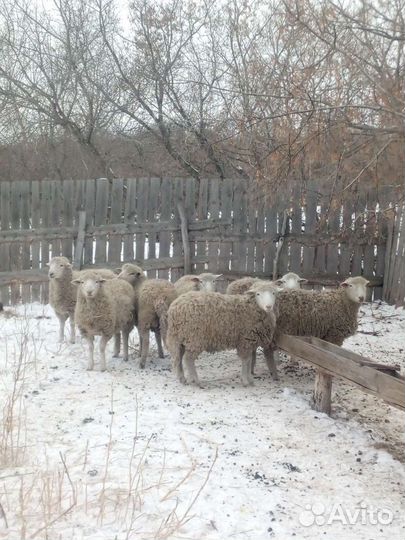 Овцы бараны