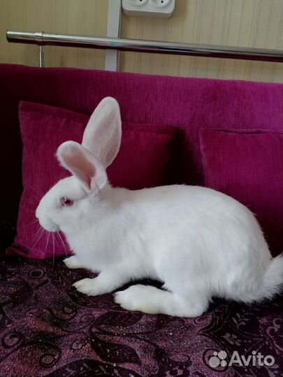 Кролик панон