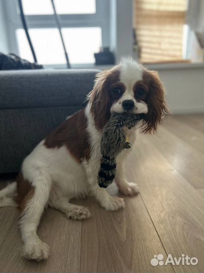 Передержка собак / зоогостиница Москва