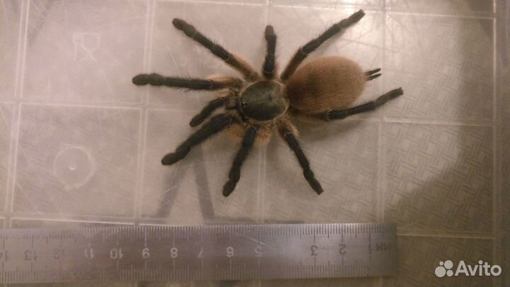 Пауки птицееды