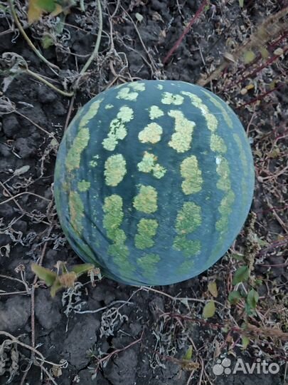 Арбуз (холодок)