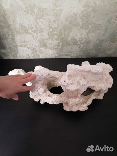 Кораллы для аквариума