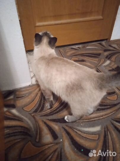 Нашли кота в 3 мкр взять не можем помогите