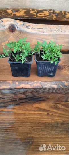 Бархатцы рассада