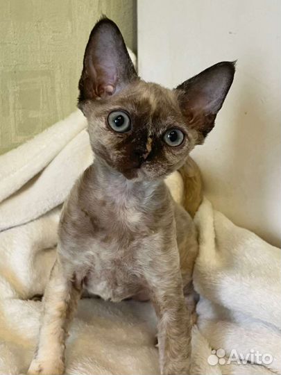 Девон-рекс в разведение