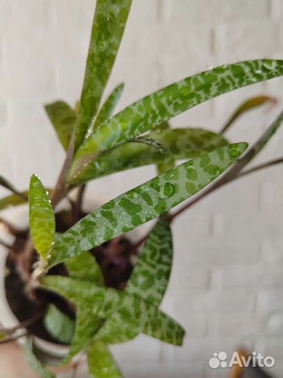 Ледебурия общественная Ledebouria socialis