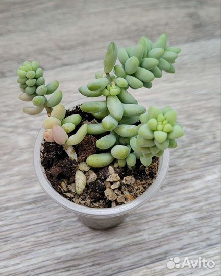 Седум буррито