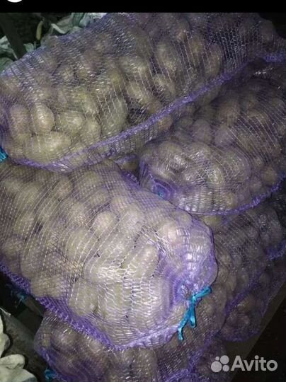 Продам крупный картофель