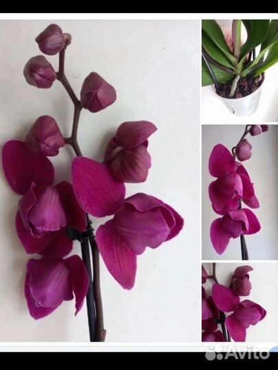 Орхидея фаленопсис пелорик-стандарт