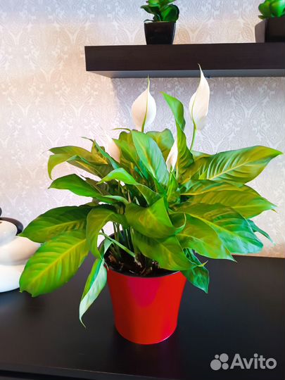 Спатифиллум