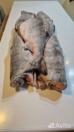 Кета свежемороженная 2023 год