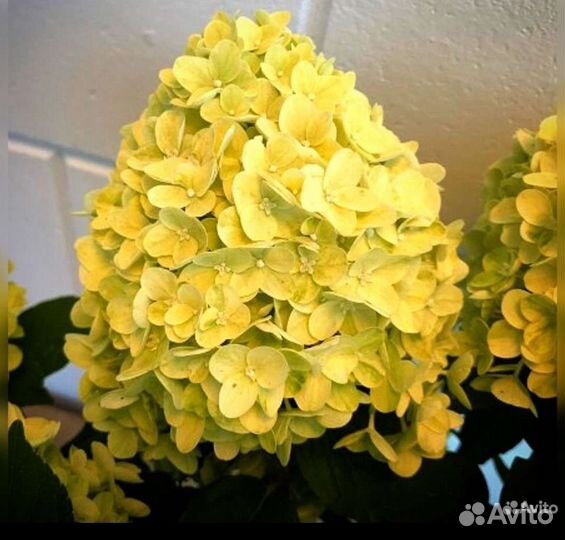 Гортензия lemonlight (лимонлайт)