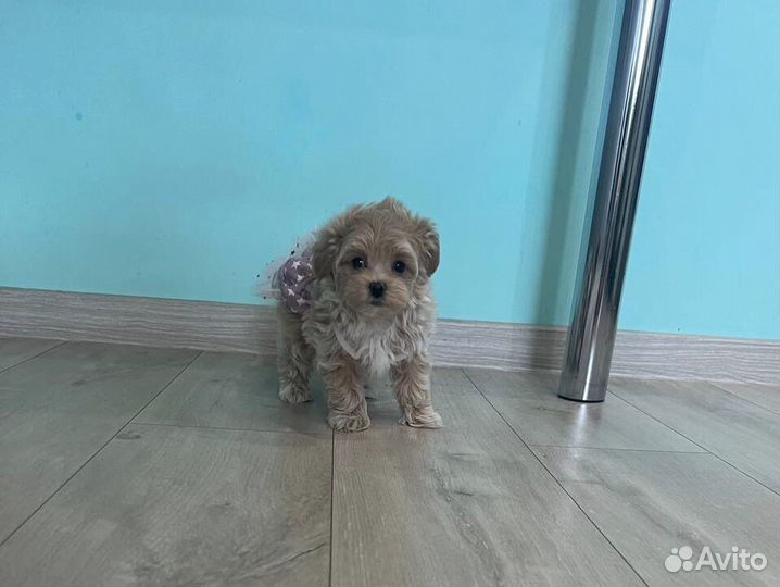 Мальтипу микро Корея N1 Russia maltipoo love angel