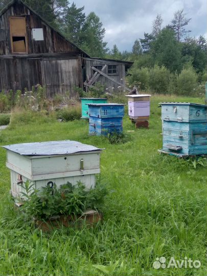 Продается Пасека