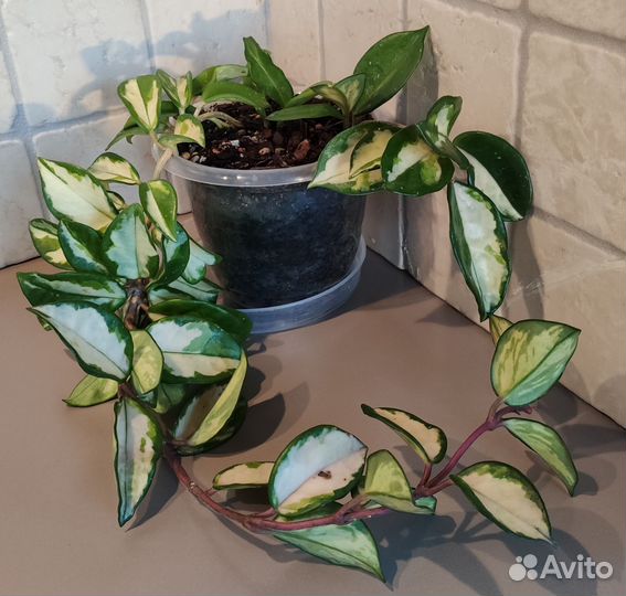 Хойя Карноза Триколор