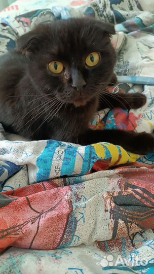 Шотландская вислоухая кошка бесплатно