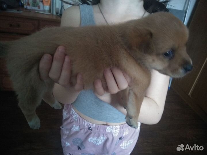 Отдадим комочки счастья