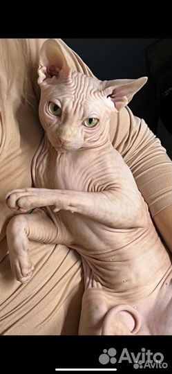 Канадский сфинкс