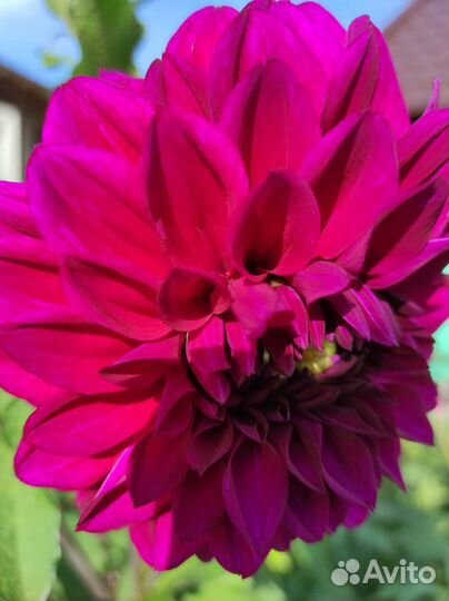 Георгины клубни