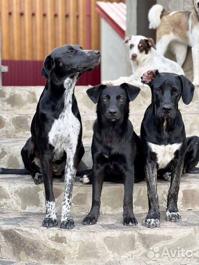 Собака в добрые руки