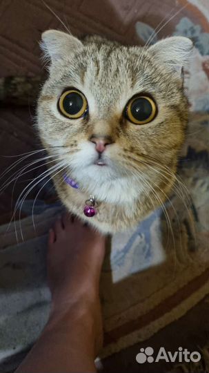 Шотландская вислоухая кошка вязка