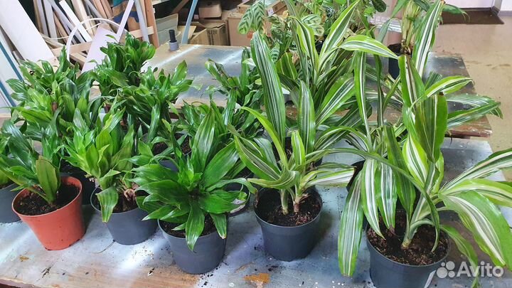 Комнатные растения. Живые цветы