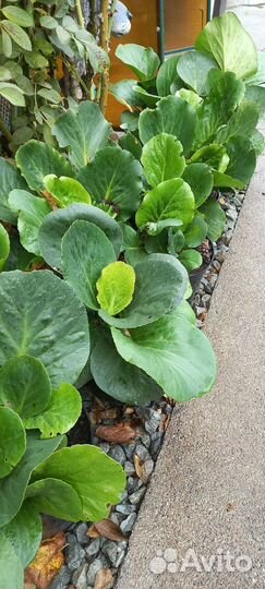 Хвосты, бадан