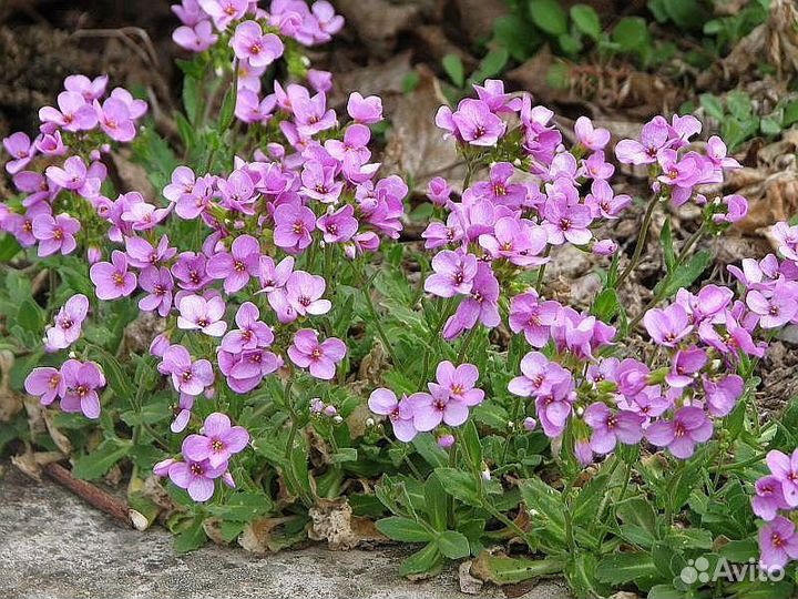 Почвопокровные многолетники