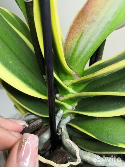 Орхидея вариегатная