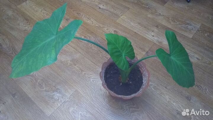 Монстера и алоказия