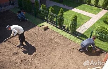 Газон рулонный