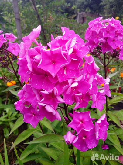 Лилейники сортовые и флоксы